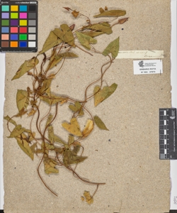Convolvulus sylvestris