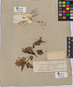Androsace tomentosa Schleicher