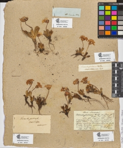 Primula glutinosa