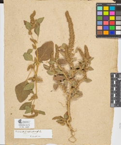 Amaranthus retroflexus L.