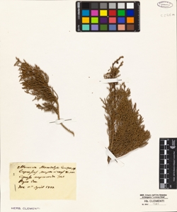 Cupressus sempervirens