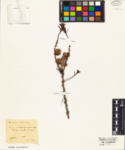 Pinus microcarpa Lamb.