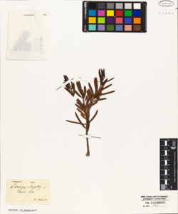 Podocarpus elongatus