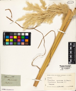 Saccharum ravennae L.