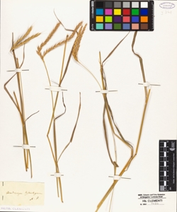 Andropogon distachyos
