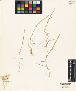 Rottboellia pannonica