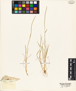 Rottboellia subulata