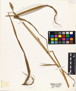 Paspalum platense L.