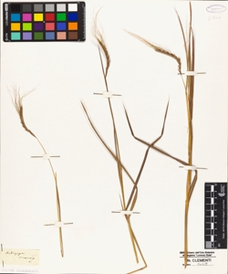 Andropogon contortus L.