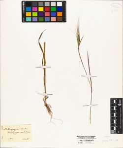 Andropogon contortus L.