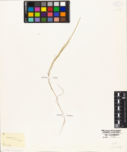 Rottboellia gracilis Mull.