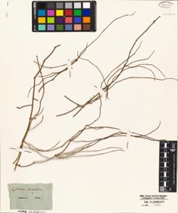 Ephedra distachya