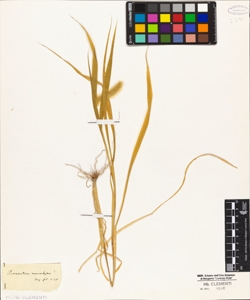 Pennisetum macrochaetum !