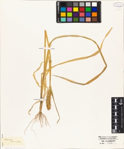 Setaria geniculata L.