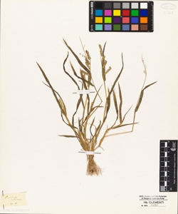 Panicum colonum