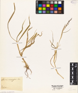 Panicum compressum Biv.