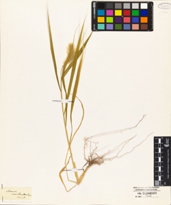 Setaria macrostachya Hund.(?)