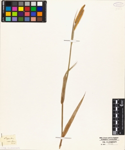 Paspalum membranaceum