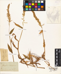 Paspalum stoloniferum