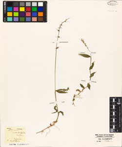 Oplismenus undulatifolium