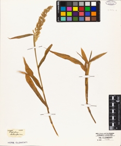 Paspalum stoloniferum
