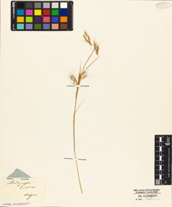 Andropogon pubescens
