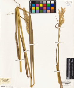 Andropogon strictus