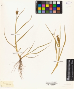 Cenchrus echinatus L.