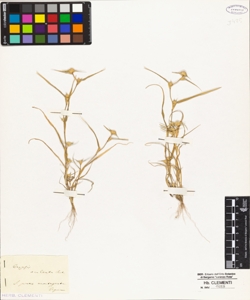Crypsis aculeata Ait.