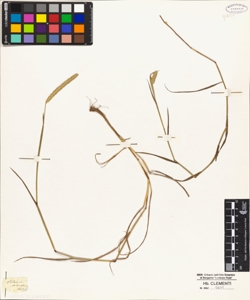 Phleum stoloniferum Host