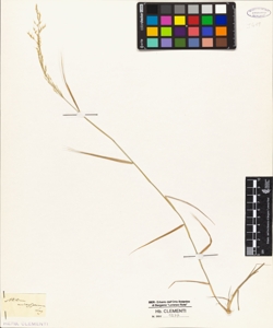 Milium microspermum Lag,