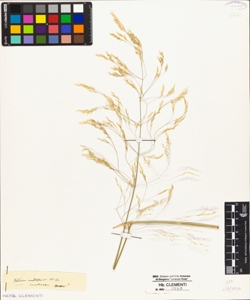 Milium multiflorum W.Cu.