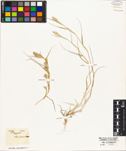 Crypsis alopecuroides