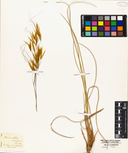 Macrochloa arenaria Kunth
