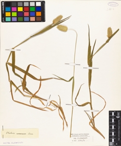 Phalaris canariensis Linn.