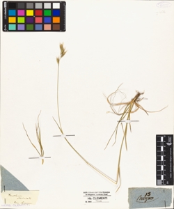 Anthoxantum provincialis?