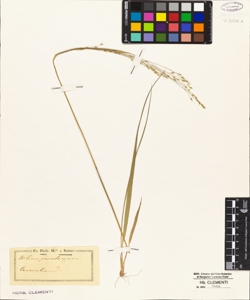 Milium paradoxum