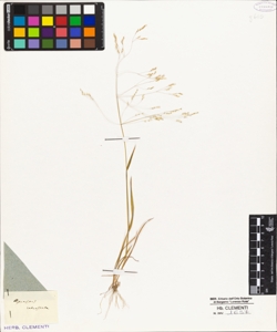 Agrostis retrofracta