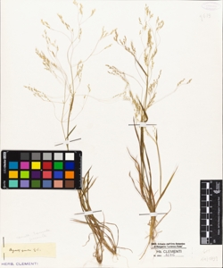 Agrostis pumila ..S.