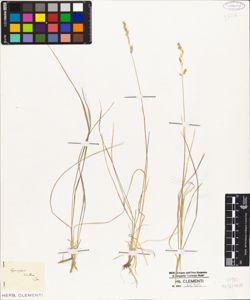 Agrostis rubra Spr.