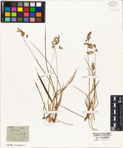 Holcus australis Schrad.