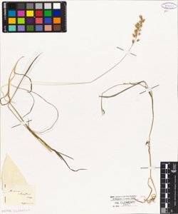 Avena alpestris Host