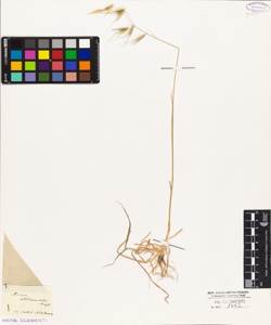 Avena atheranthera Presl