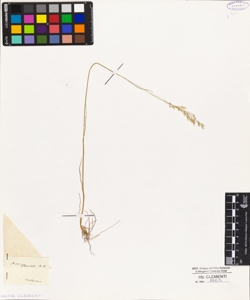 Avena flexuosa Mert & Koch