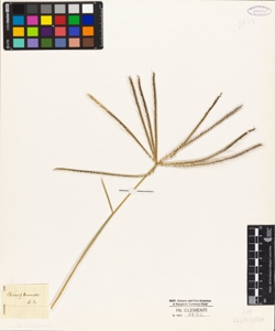 Chloris truncata R. S. (?)