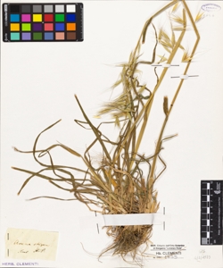 Avena strigosa Schreb.