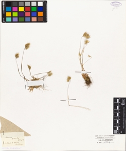 Avena gracilis Moris !