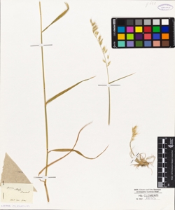 Avena villosa Bertol.