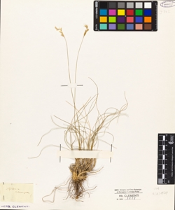 Sesleria interrupta !