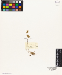 Avena gracilis Morisii